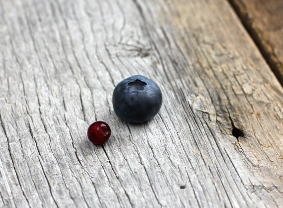 blueberries-main