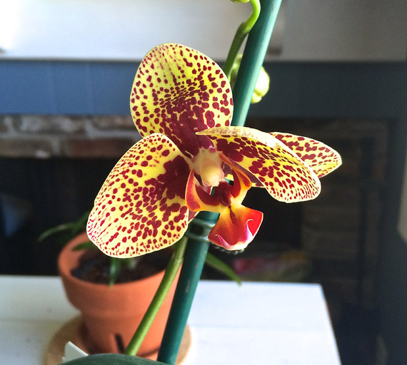 One of Jeff's orchids is in bloom! You don't even know the excitement.
